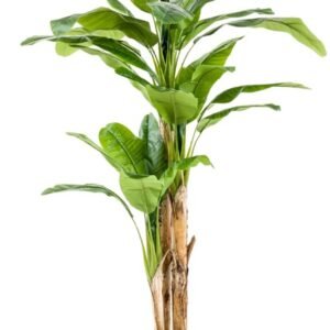 banaan-plant