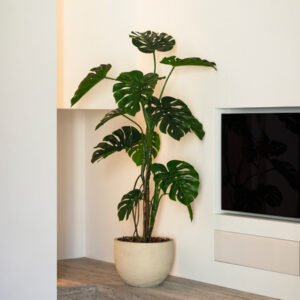 monstera-plant